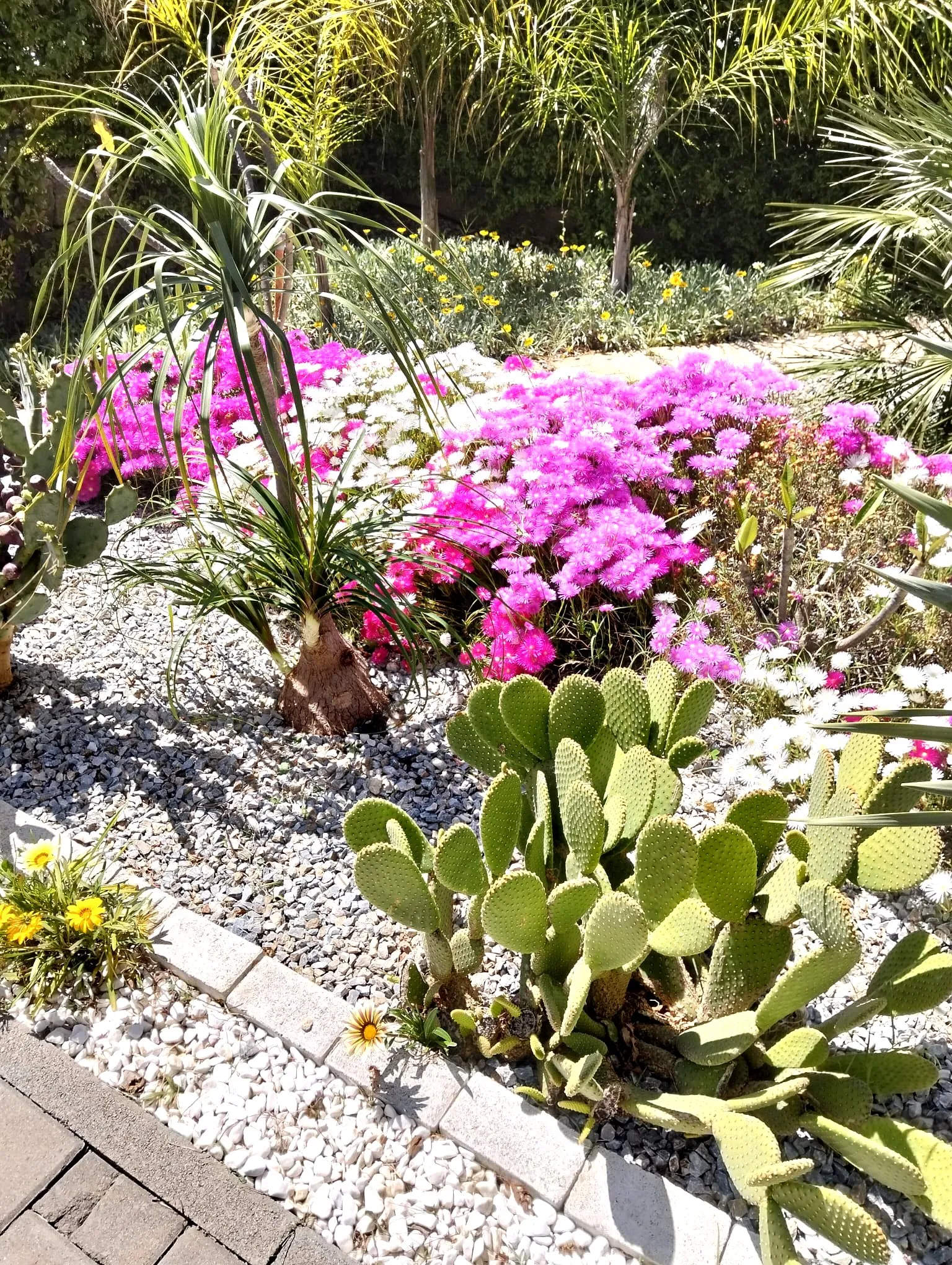 Aiuola fiorita con piante mediterranee nelle zone balneari di Siracusa – L.B. Service Multiservizi