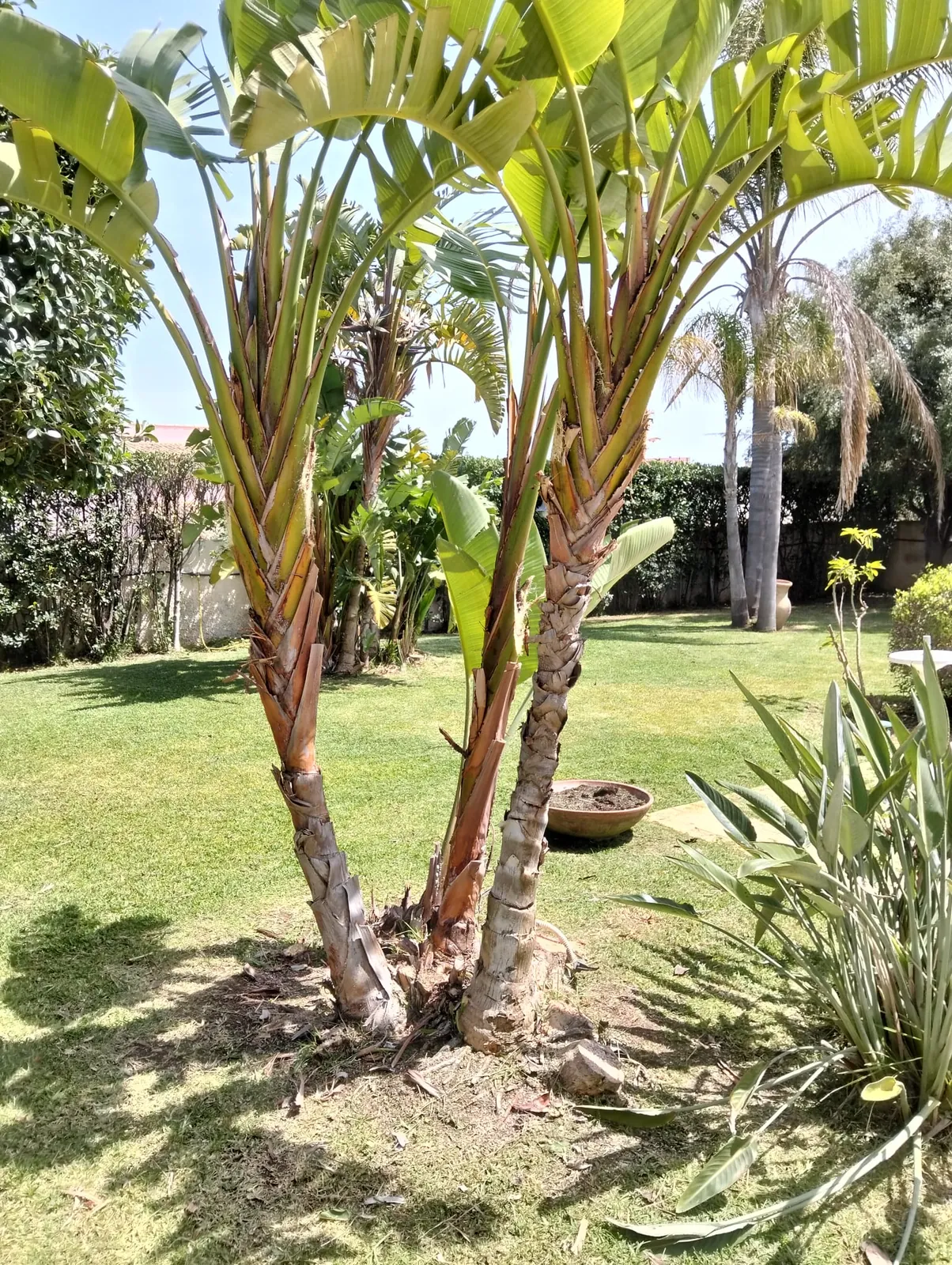 Aiuola con ghiaia e palme per giardinaggio a Siracusa – L.B. Service Multiservizi