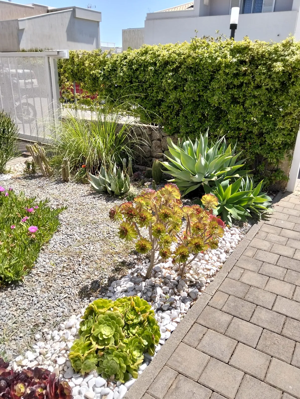 Aiuola con lavanda e ulivo in giardino a Siracusa curata da L.B. Service Multiservizi