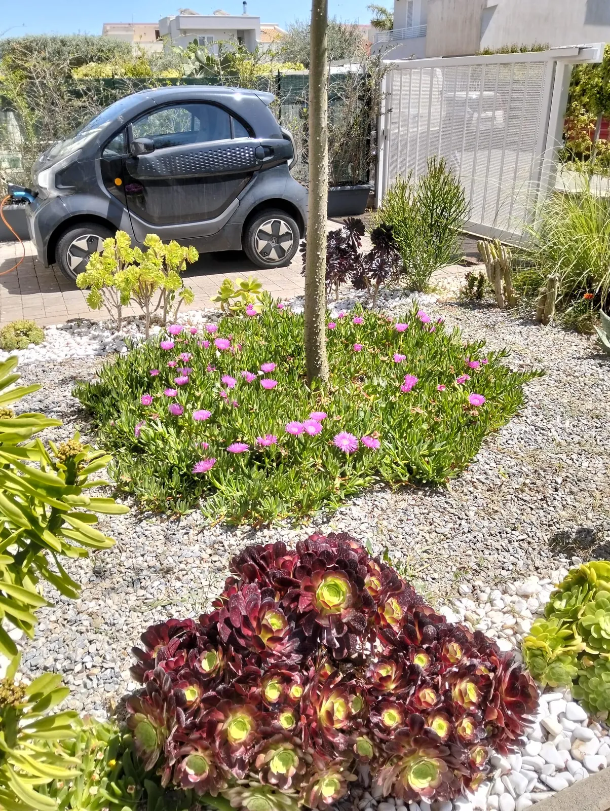 Cura palme in giardino a Siracusa e contrade marine – L.B. Service Multiservizi
