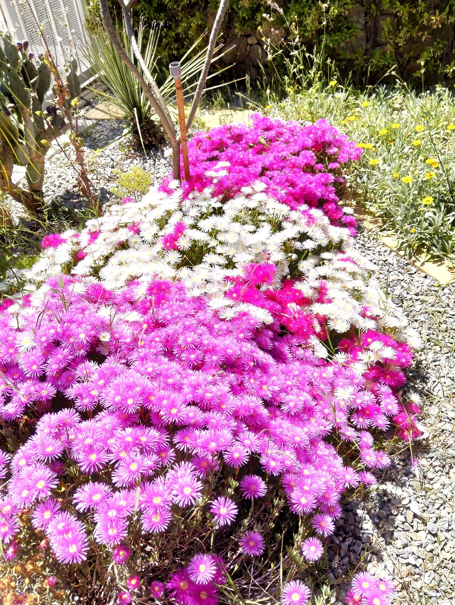 Fiori ornamentali in giardino curato da L.B. Service Multiservizi a Siracusa