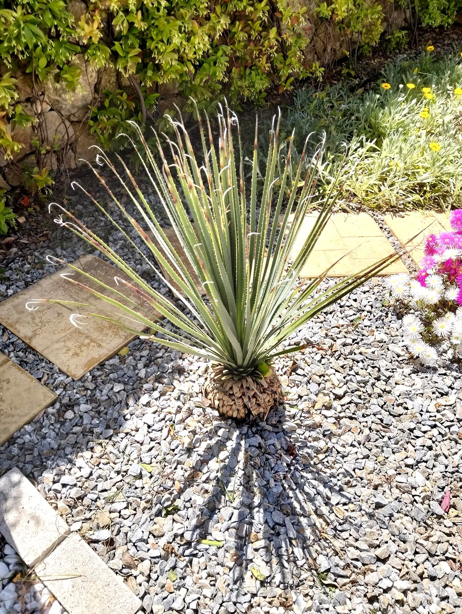 Agave ornamentale in giardino con ghiaia a Siracusa nelle contrade marine – L.B. Service Multiservizi