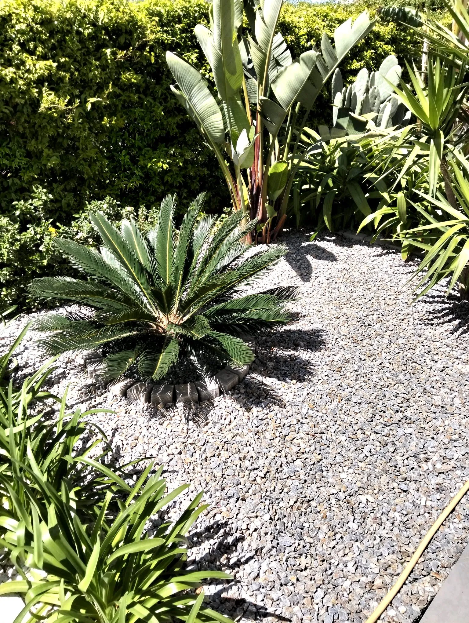 Giardino con palme e ghiaia curato da L.B. Service Multiservizi a Siracusa contrade marine