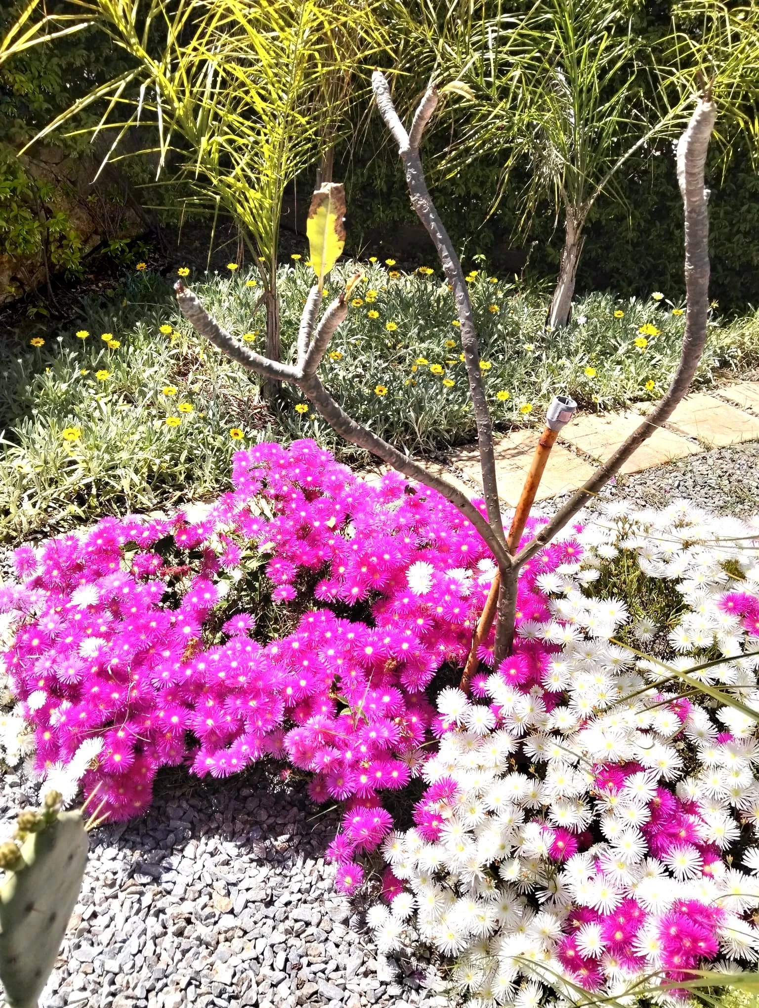 Manutenzione aiuole con fiori ornamentali a Siracusa – L.B. Service Multiservizi