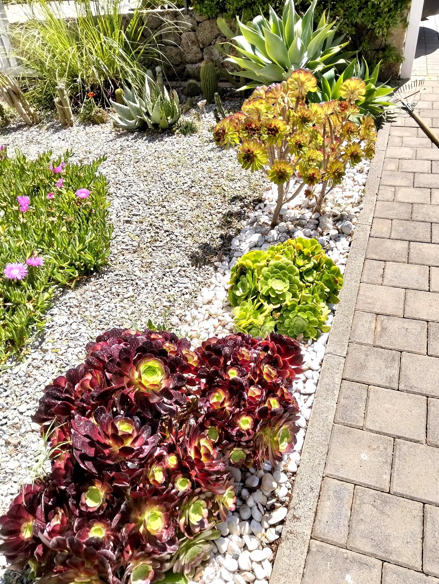 Aiuola con piante grasse decorative progettata da L.B. Service Multiservizi in giardino a Siracusa