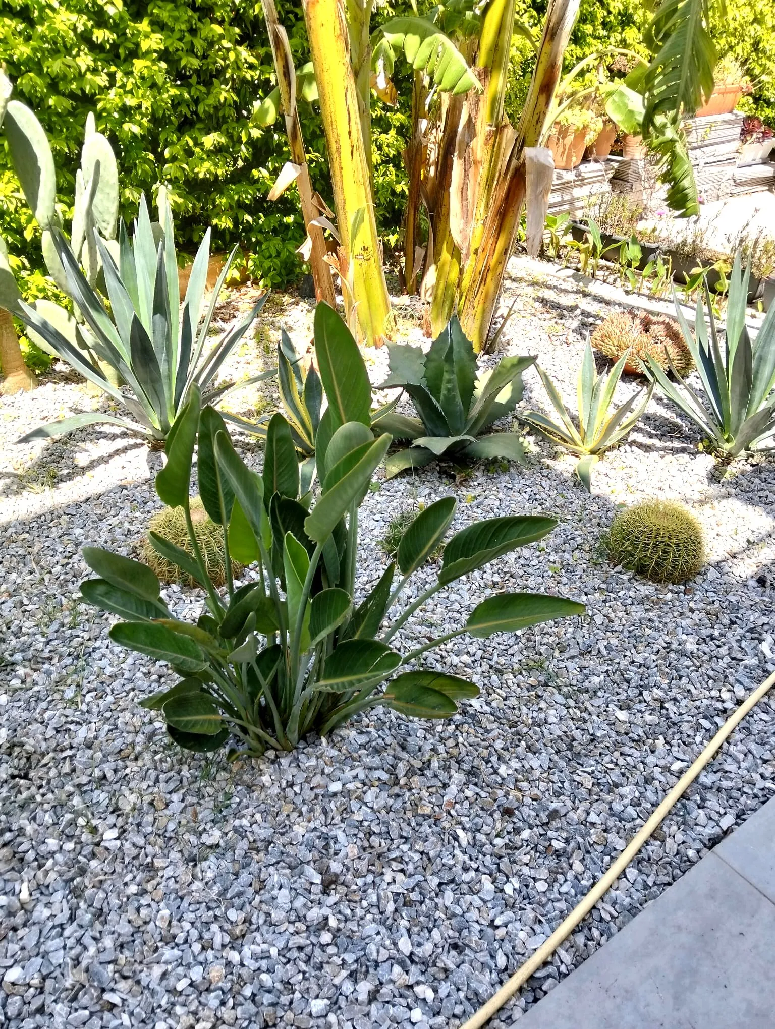 Giardino con piante tropicali e decorative realizzato da L.B. Service Multiservizi a Siracusa