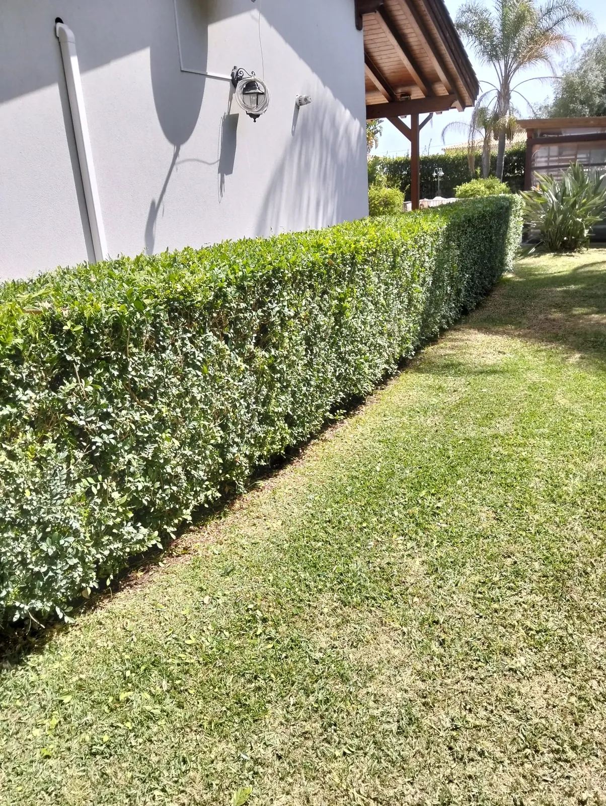 Potatura siepi in casa zona balneare Siracusa – L.B. Service Multiservizi
