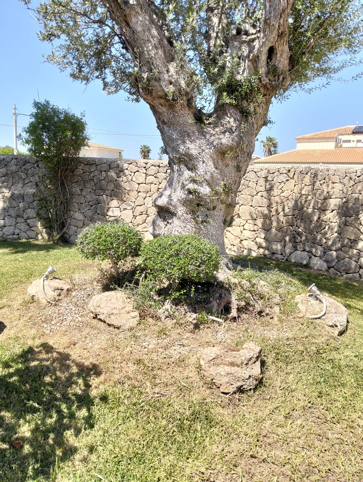 Potatura ulivo a Siracusa nelle contrade marine – L.B. Service Multiservizi