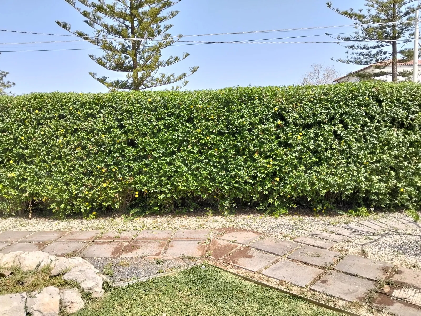 Taglio siepe a Siracusa zona Plemmirio – L.B. Service Multiservizi